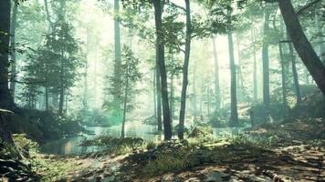 Forest with pond and mist with sunrays video