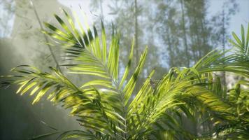 bright light shining through the humid misty fog and jungle leaves video