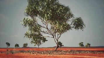 trockene afrikanische Savanne mit Bäumen video