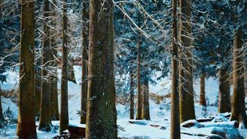 winter rustig bos op zonnige dag video