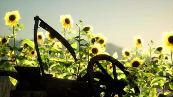 antiguo campo de guadaña y girasol de estilo vintage video