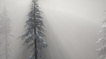 Misty Fog in Pine Forest on Mountain Slopes video