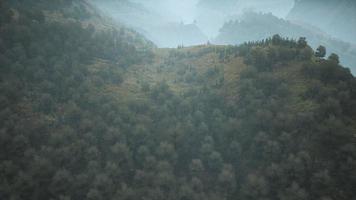 Bäume auf Wiese zwischen Hügeln mit Wald im Nebel video