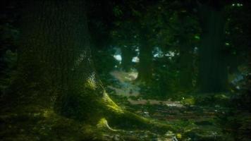 bosque de paisaje salvaje con árboles y musgo en las rocas video