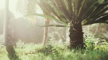 jardin tropical avec palmiers dans les rayons du soleil video