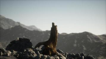 Dead pine tree at granite rock at sunset video