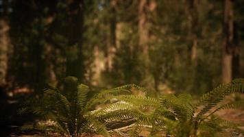 la luce del sole del primo mattino nelle sequoie del boschetto di mariposa video