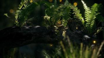 horizontally bending tree trunk with ferns growing, and sunlight shining video