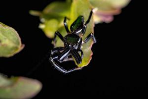 pequeña araña saltadora macho foto