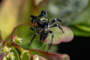 Small Male Jumping Spider photo