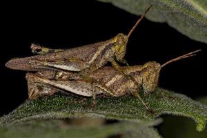 Adult Short-horned Grasshoppers photo