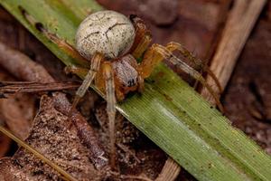 Small Typical Orbweaver photo