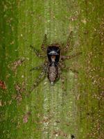 araña saltadora hembra adulta foto