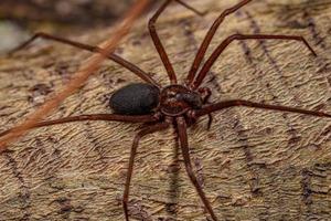 Adult Recluse Spider photo