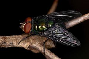 Adult Blow Fly photo