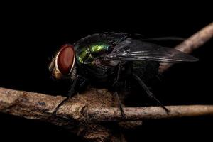 Adult Blow Fly photo
