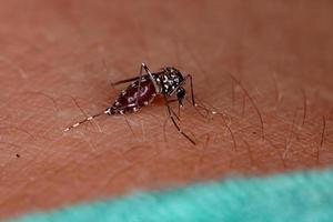 Adult Asian Tiger Mosquito photo