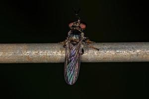 Adult Robber Fly photo