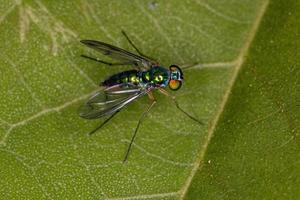 Adult Long-legged Fly