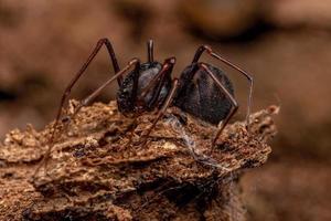 araña escupidora marrón macho adulto foto