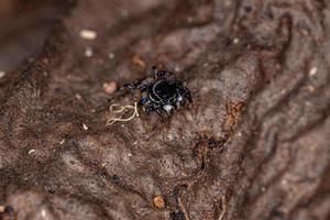 Adult Male Jumping Spider photo