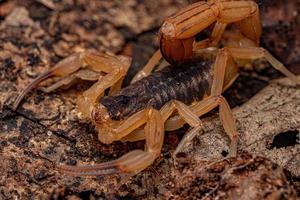 Adult Female Brazilian Yellow Scorpion photo