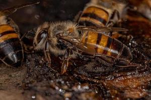 Adult Female Western Honey Bee photo