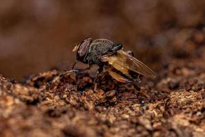 Adult Pegleg Fly photo