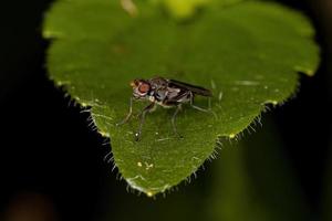 mosca brachyceran adulta foto