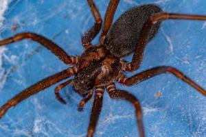 Adult Recluse Spider photo