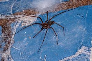 Adult Recluse Spider photo