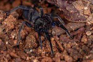 Black Entelegyne Spider photo