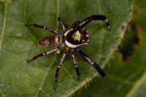 pequeña araña saltadora macho foto