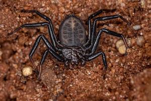 Adult Trochanteriid Spider photo