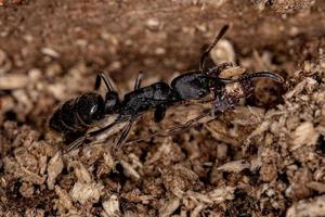 hormiga pantera hembra adulta foto