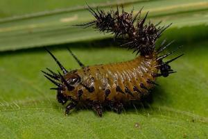 Tortoise Beetle Larva photo