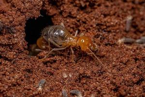 Adult Jawsnouted Termite preying on smaller termites photo