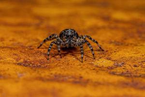 Small jumping spider photo