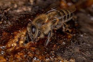 Adult Female Western Honey Bee photo