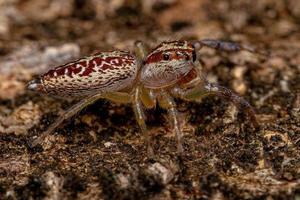 Female Adult Jumping Spider photo