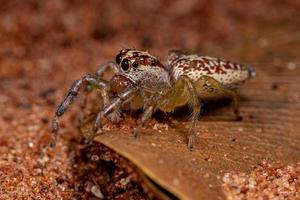 Female Adult Jumping Spider photo