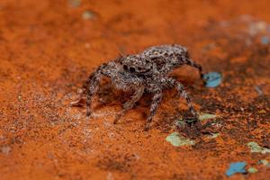 small female jumping spider photo