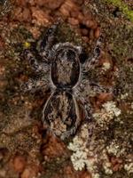 Adult Female Gray Wall Jumping Spider photo