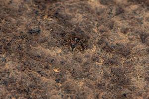 pequeña araña saltadora foto