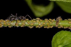 Small yellow aphids with adult carpenter ant and a hover fly larvae photo