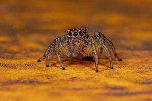 Adult Female Jumping Spider photo