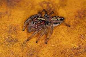 Adult Female Jumping Spider photo