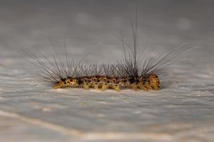 Small Moth Caterpillar photo