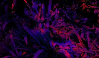 Tropical black light glowing leaves. photo