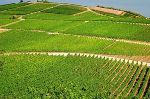 paisaje de campos verdes de viñedos con filas de vid en colinas en el desfiladero del Rin o en el valle del río Rin foto